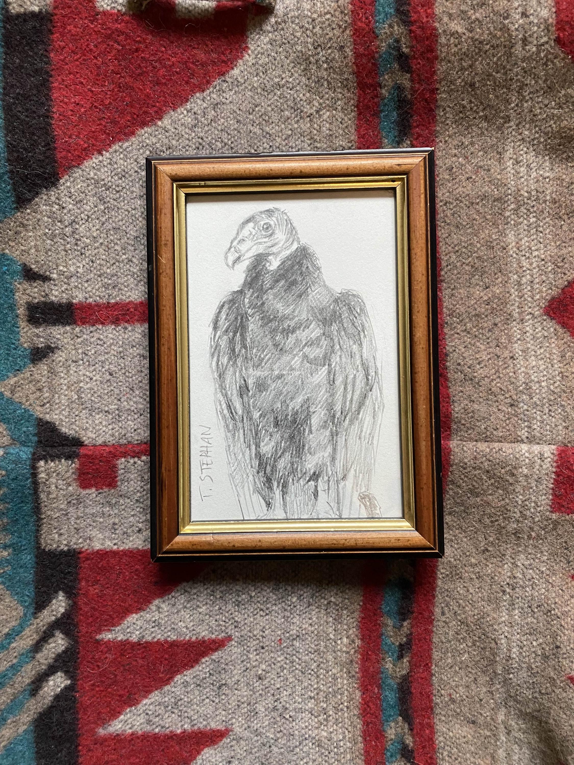 "Turkey vulture" - Framed original