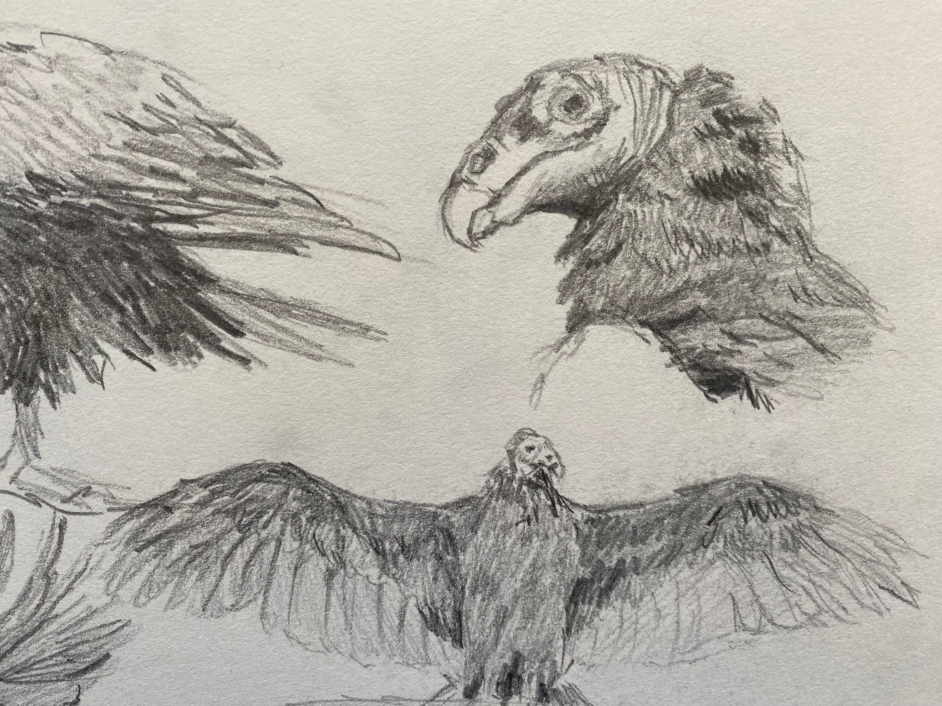 "Vulture study", original sketch