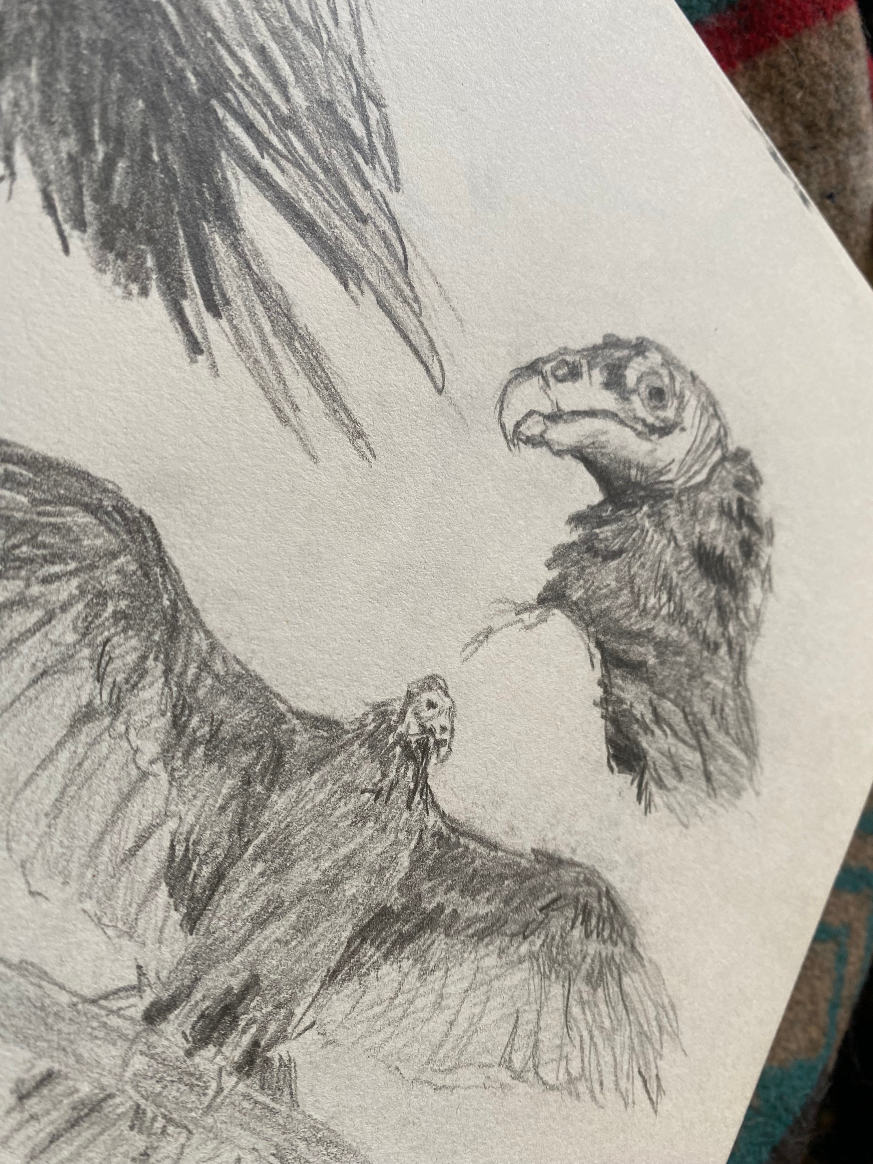 "Vulture study", original sketch