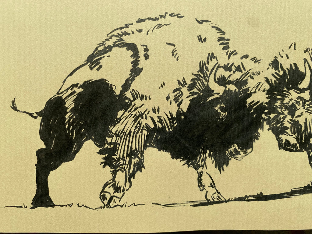 "Bison fight", original sketch