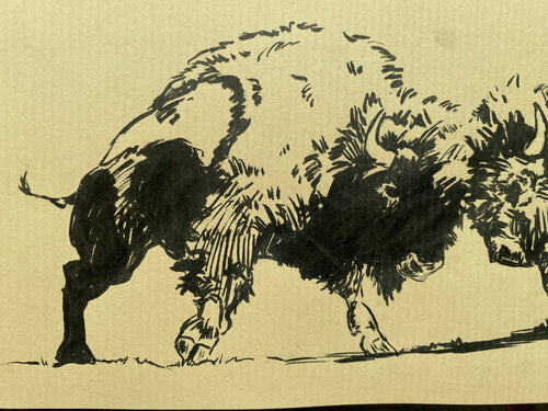 "Bison fight", original sketch