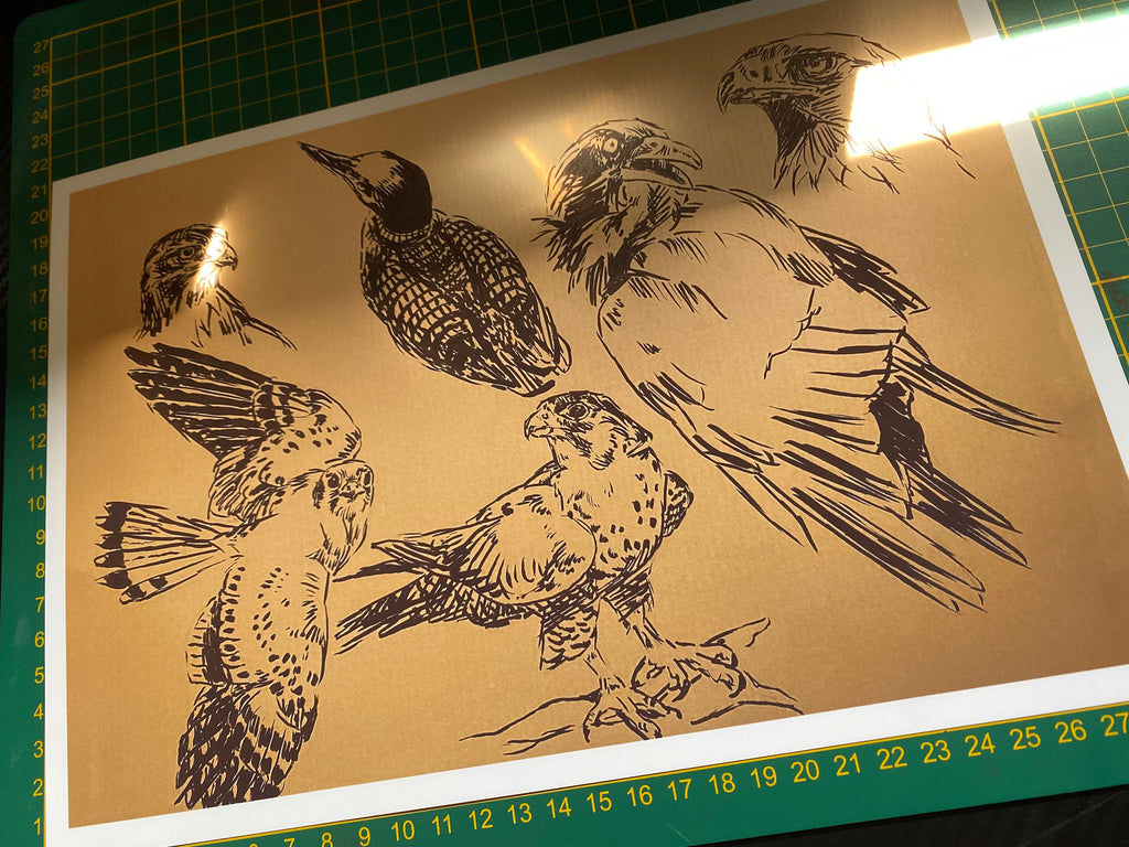 "Bird sketchpage" art print