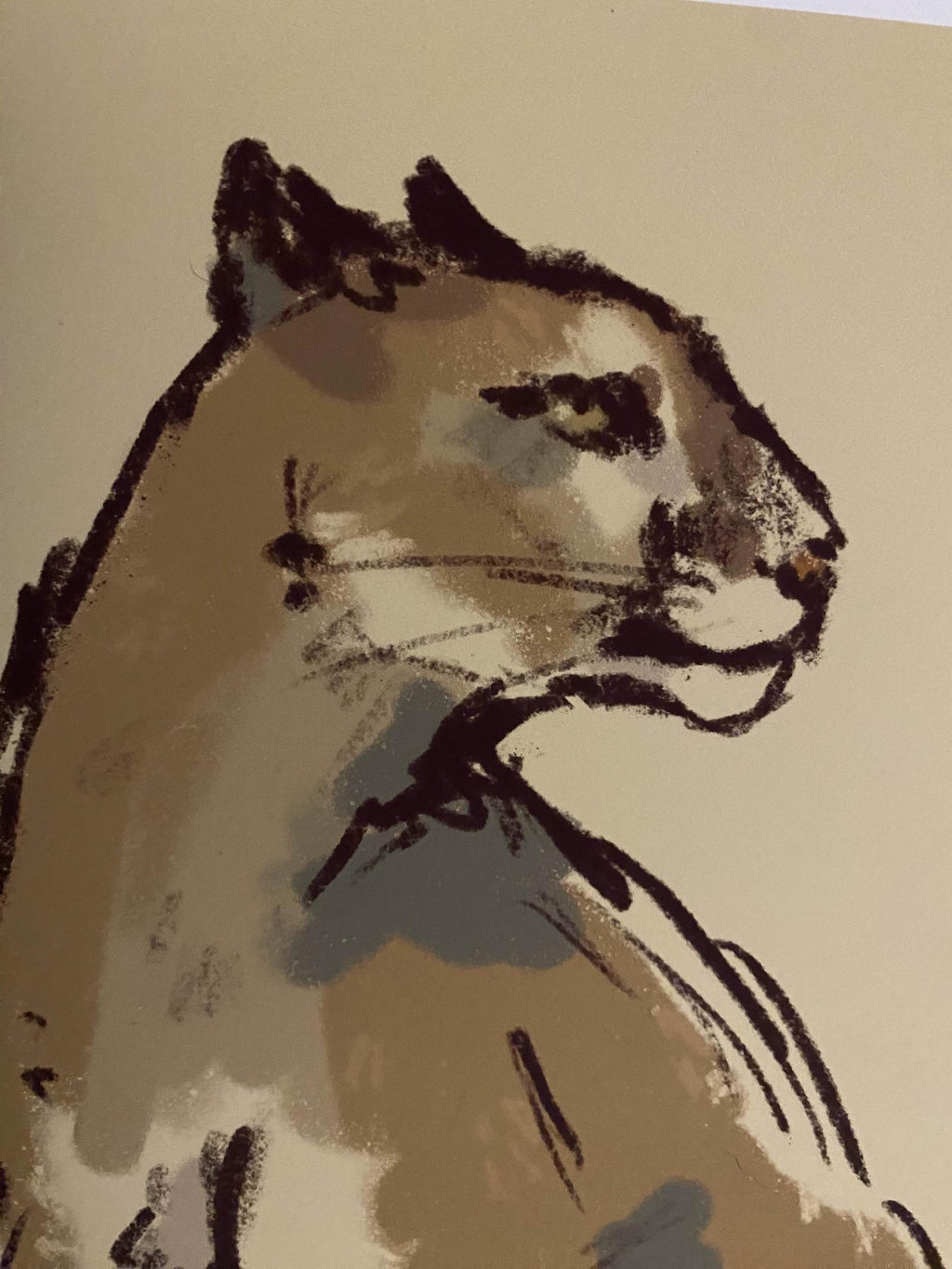 Puma art print - Wildlife illustrations
