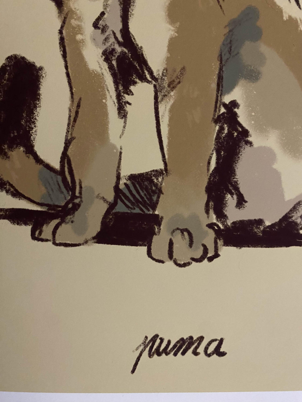 Puma art print - Wildlife illustrations